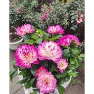 Lotus petal dahlia flower bulbs (1 bulb) FLOWER CNY - Shop Em Huyen