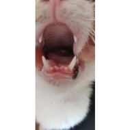 COD CAT LIVER FISH OIL 30TBS