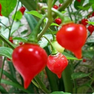 5 PCS Benih Cili ■ 007-BIQUINHO/CHUPENTIHO RED/Pepper Chili Seeds Ready Stock Sarawak