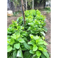 Super top Malabar spinach seeds 100 seeds