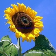 15Pcs Giant Sunflower Seeds Plant Garden Plant