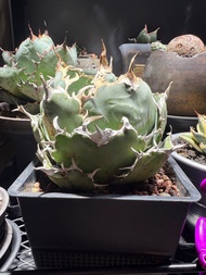 大白鯨（龍舌蘭，塊根）