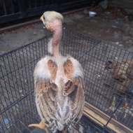 Ayam saigon anakan