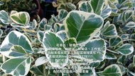 斑葉三角榕.觀葉植物