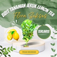 Bibit Tanaman Pohon Jeruk Lemon Tea Bibit Jeruk Lemon Bibit Lemon