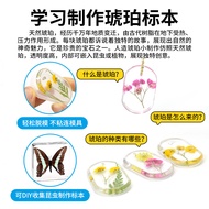 Artificial Amber Children Natural Science Toys 6-12 Science Education Forward-Edge Science Small Exp