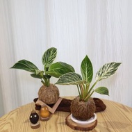 |鉑金蔓綠絨苔球| 贈送塑膠底座 / 植男人紳 手作苔球