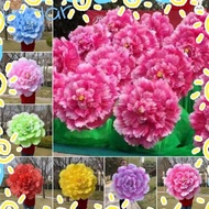 HLAR Dance Props Flower, 30/40/50cm Hand held Peony Dance Performance Props, DIY Handmade Dance Perf