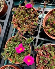 紫米飯 馬齒莧科 多肉植物 美化綠化盆栽 觀賞植物