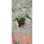Keladi tanduk rusa/keladi hutan