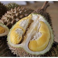 Anak Pokok Durian Tangkai Panjang/Kam Yau/Kan Yau D158