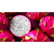 ✴️✴️White Dragon Fruit✴️✴️Anak Pokok / Keratan Pokok Buah Naga isi Putih✴️✴️