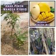 Anak Pokok Mangga Nam Dok Mai cepat berbuah (hybrid)