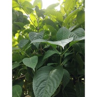 Daun ketum Ayam -daun segar