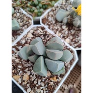 50 Seeds of Lapidaria margaretae /gardening/blouse/men's wear/flowers/skirt/women's wear/seeds/stude