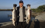 【湧升海洋 - 金目鱸魚魚片3入組(2片300g/包)】養殖兩年以上的大鱸魚！