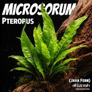 รากดำ / จาวาเฟิร์น - เฟิร์นน้ำ (java fern) ขายปลีก-ส่ง - MICROSORUM PTEROPUS ต้นไม้น้ำ