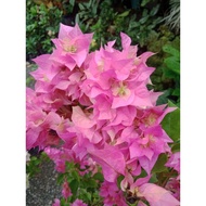 ♘36 PETALS PINK Rare Bougainvillea Cuttings