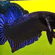 ikan cupang aduan import thailand