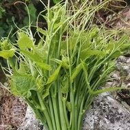 Delicious Loofah Sharp Seed Dragon Silk Vegetable Seed Loofah Vine Loofah Sharp Leaf Seed Farm Balco