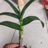 BIG SALE anggrek dendrobium Papua hitam sudah spike tanaman hias