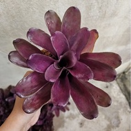 Neo Granada jenis berangkai Colour Purple / Gha Garden House