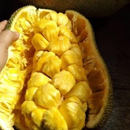 Promo Nangka Cempedak 1 Buah Super Manis