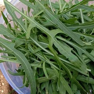 selada Arugula lettuce wild rucola organik 100gr