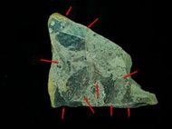 【實物實拍】【現貨】【蝦露】台灣北海岸樹葉化石 (母岩180mm，正面至少有8葉，背面至少有2葉) (實體比照片漂亮)