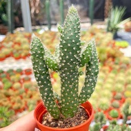 Cactus Powder 30pcs unbox