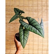 Seeds 🌿 Tanaman hias Alocasia Bisma / keladi bisma