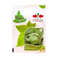 Benih Bibit Selada Brando 2000 Biji (Cap Panah Merah) tuylwu 4418fn