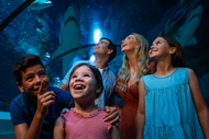 SEA LIFE Sunshine Coast Aquarium Ticket