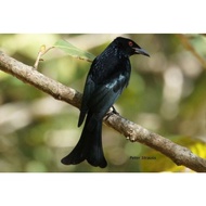 Burung srigunting hitam rawatan