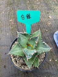 白鯨(多肉植物，塊根植物，球根植物，室外，戶外，夠光)