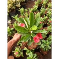 EUPHORBIA FLOWERING PLANT