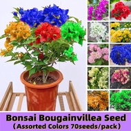 Assorted 70 Seeds Rare Bougainvillea Seeds Planting Flowers Seeds for Sale Buto Ng Bulaklak Bonsai B