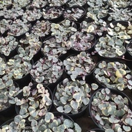 tanaman hias/sukulen string of heart variegata