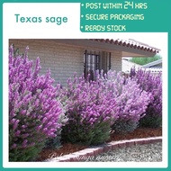 PBN - Texas sage - pokok bunga nursery silver leaf barometer bush leucophyllum frutescens outdoor re