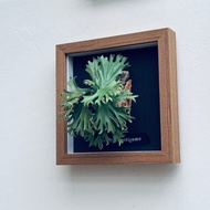 P.willinckii Makigumo 捲雲_皮革鹿角蕨相框