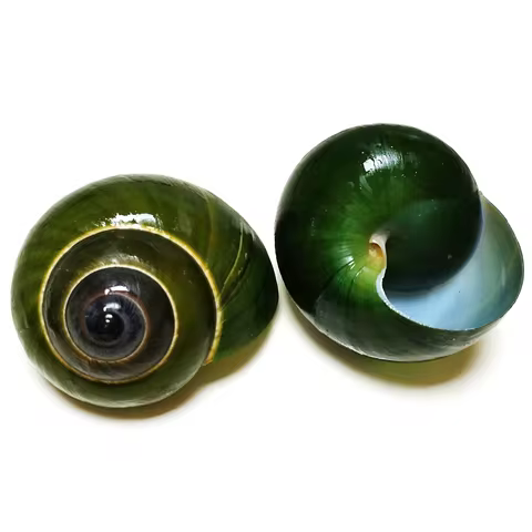 Green Jade Snail Natural Dyakiidae Snails Shell Specimen Collection Fish Tank Landscaping Aquarium D