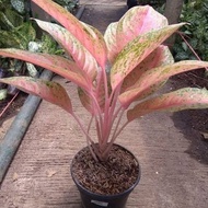 aglaonema/aglaonema pink lady/aglaonema merah/tanaman hias