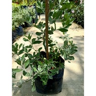 [Paling Horticulture Sdn Bhd] Pokok Hiasan Texas Sage Purple Flower | Leucophyllum Frutescens |  Out