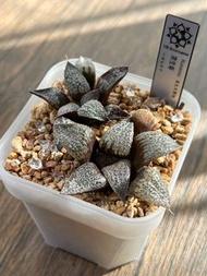 💎 限時優惠 💎  獨一無二❗️ 《實生壽小苗2株》多肉植物 風水植物 禮物 水晶 盆栽 象牙宮