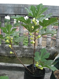 BIBIT BUAH TIN 1 METER