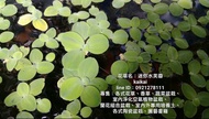 水生植物：迷你水芙蓉
