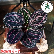 Tanaman Hias Calathea BLACK LIPSTIK - Calathea Black Lipstik