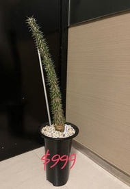 魔間藤 姬嚴龍 黑王丸