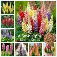 เมล็ดพันธุ์ ลูปิน บอนสี Lupine flower seeds เมล็ดบอนสี ต้นไม้ประดับ บอนสีหายาก เมล็ดดอกไม้ ต้นไม้มงค