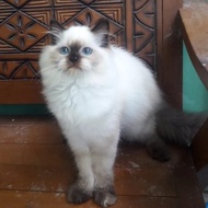Kucing Kitten Persia Himalaya